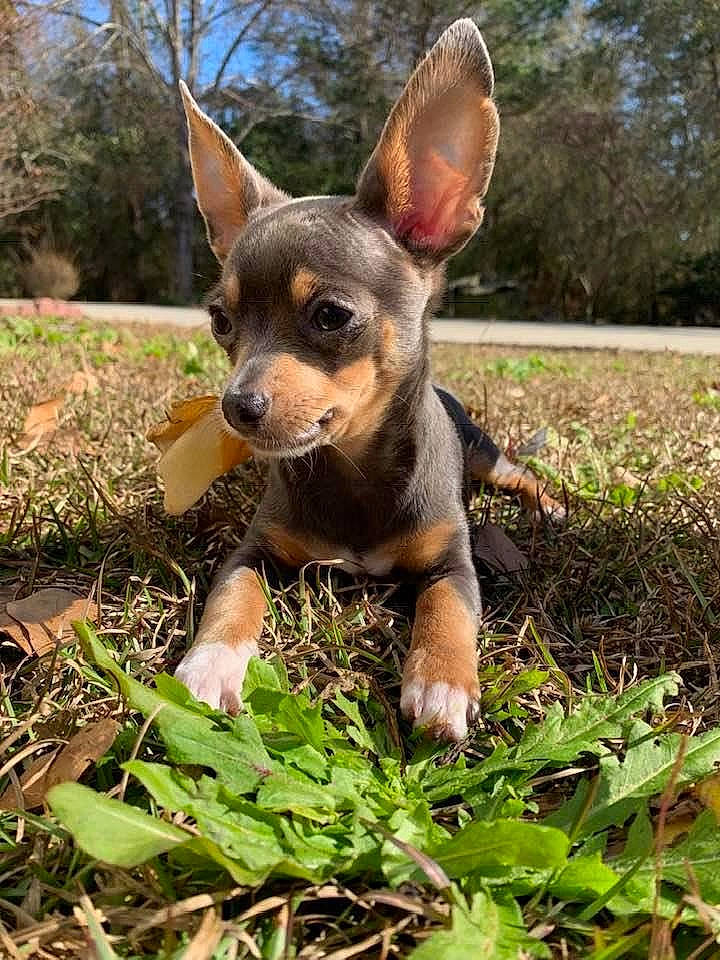 Jovi joined the competition — help win amazing prizes! australian_kelpie, canidae, carnivore, chihuahua, companion_dog, dog, dog_breed, english_toy_terrier, fawn, grass, lancashire_heeler, mammal, miniature_pinscher, pinscher, prazsky_krysarik, puppy, russkiy_toy, snout, toy_dog, vertebrate