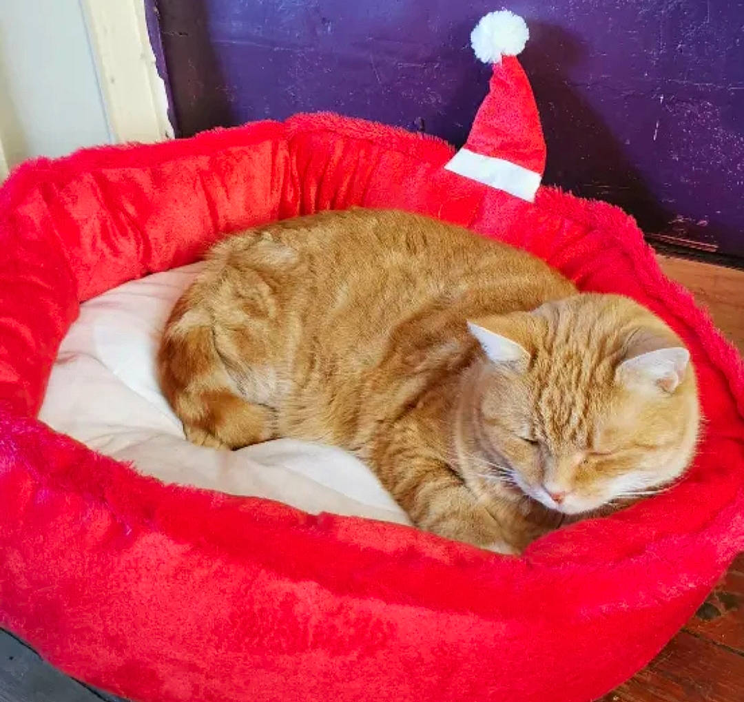 Eden a rejoint le concours — aidez-le/la à gagner de superbes lots ! carnivore, cat, cat_bed, cat_supply, comfort, domestic_short_haired_cat, fawn, felidae, fur, linens, nap, paw, pet_supply, sleep, small_to_medium_sized_cats, tail, velvet, whiskers