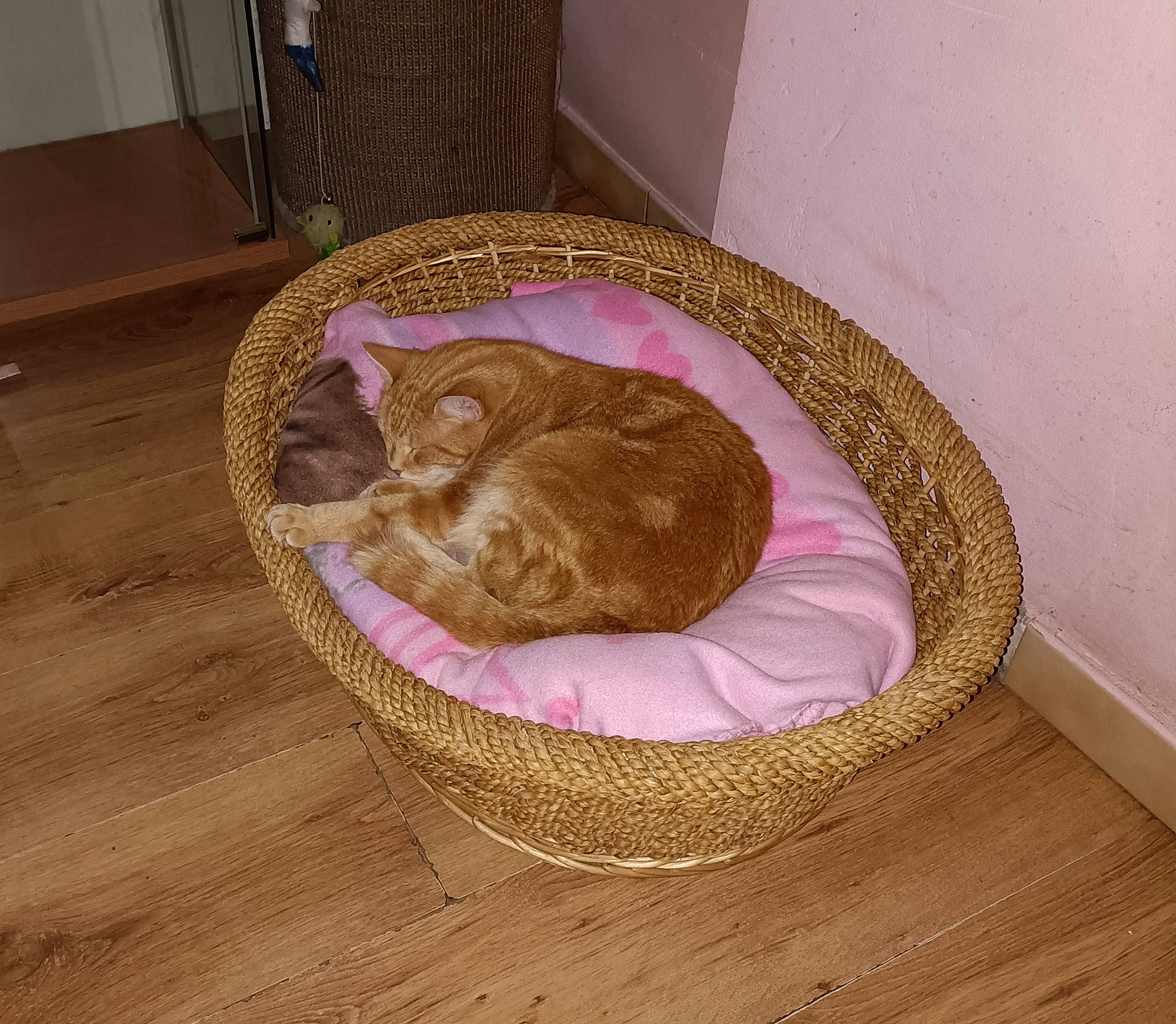 Eden a rejoint le concours — aidez-le/la à gagner de superbes lots ! basket, carnivore, cat, cat_bed, cat_supply, comfort, domestic_short_haired_cat, fawn, felidae, flooring, fur, hardwood, mat, pet_supply, room, small_to_medium_sized_cats, tail, whiskers, wicker, wood