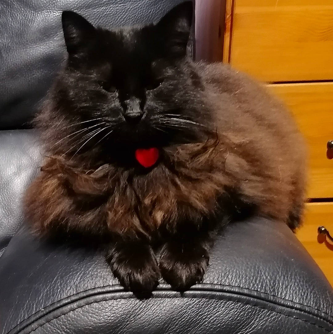 Loukoum a rejoint le concours — aidez-le/la à gagner de superbes lots ! black_cat, carnivore, cat, claw, comfort, domestic_short_haired_cat, eye, felidae, foot, fur, grey, head, nap, paw, plant, sitting, small_to_medium_sized_cats, snout, tail, whiskers