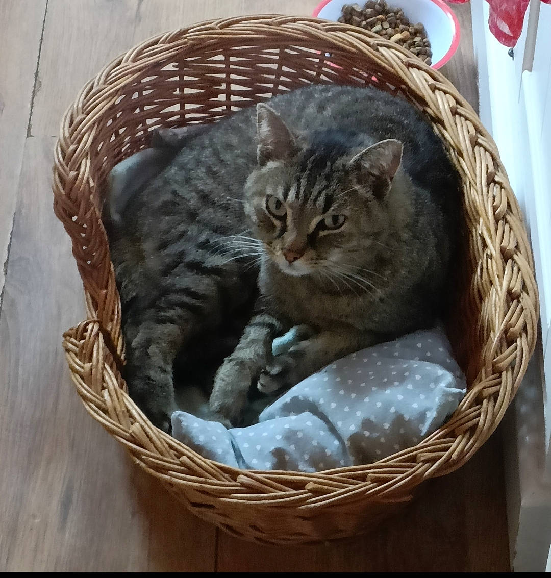 Mister a rejoint le concours — aidez-le/la à gagner de superbes lots ! basket, carnivore, cat, cat_bed, cat_furniture, cat_supply, claw, comfort, domestic_short_haired_cat, felidae, fur, nap, paw, pet_supply, small_to_medium_sized_cats, snout, tail, terrestrial_animal, whiskers, wicker