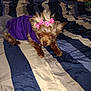 animal, bed, canine, companion, cute, dog, domestic_animal, flash_photo, fur, home, indoor, pet, pink_bows, portrait, purple_hoodie, relaxed, resting, sleepy, small_dog, striped_bedspread