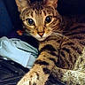 cat, tabby, feline, pet, animal, portrait, close_up, wide_eyed, whiskers, ears, striped_fur, brown_fur, orange_fur, lying_down, stretched_paw, couch, blanket, indoor, relaxed, photography