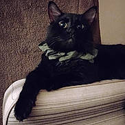 Jack is registered to the contest to win money with this photo: alert, animal, black_cat, cat, close_up, couch, cozy, domestic_cat, ears, feline, fur, green_collar, indoor, pet, portrait, relaxed, striped_furniture, texture, whiskers, wide_eyes