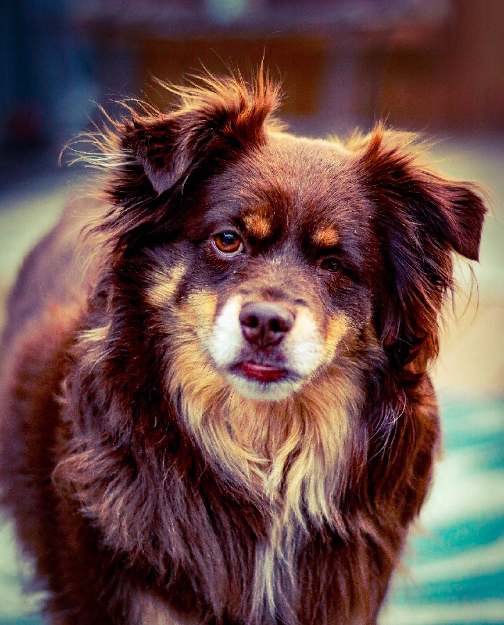 Stella is registered to the contest to win money with this photo: ancient_dog_breeds, art, canidae, carnivore, companion_dog, dog, dog_breed, fur, gun_dog, snout, sporting_group, terrestrial_animal, whiskers, working_dog