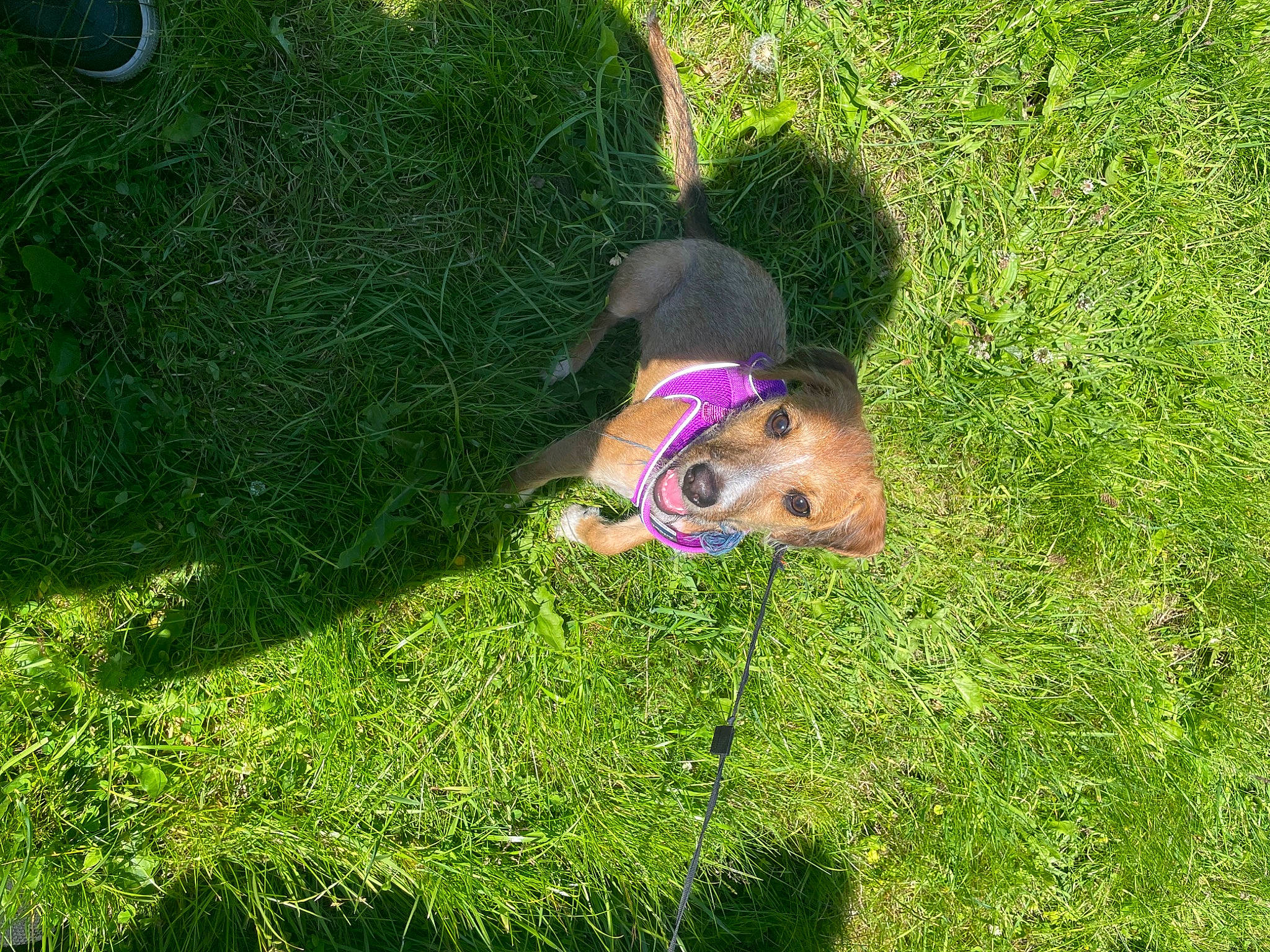 Oakley joined the competition — help win amazing prizes! canidae, carnivore, companion_dog, dog, dog_breed, fawn, garden, grass, grass_family, grassland, groundcover, landscape, lawn, pasture, people_in_nature, plant, shrub, sporting_group, vegetation, yard