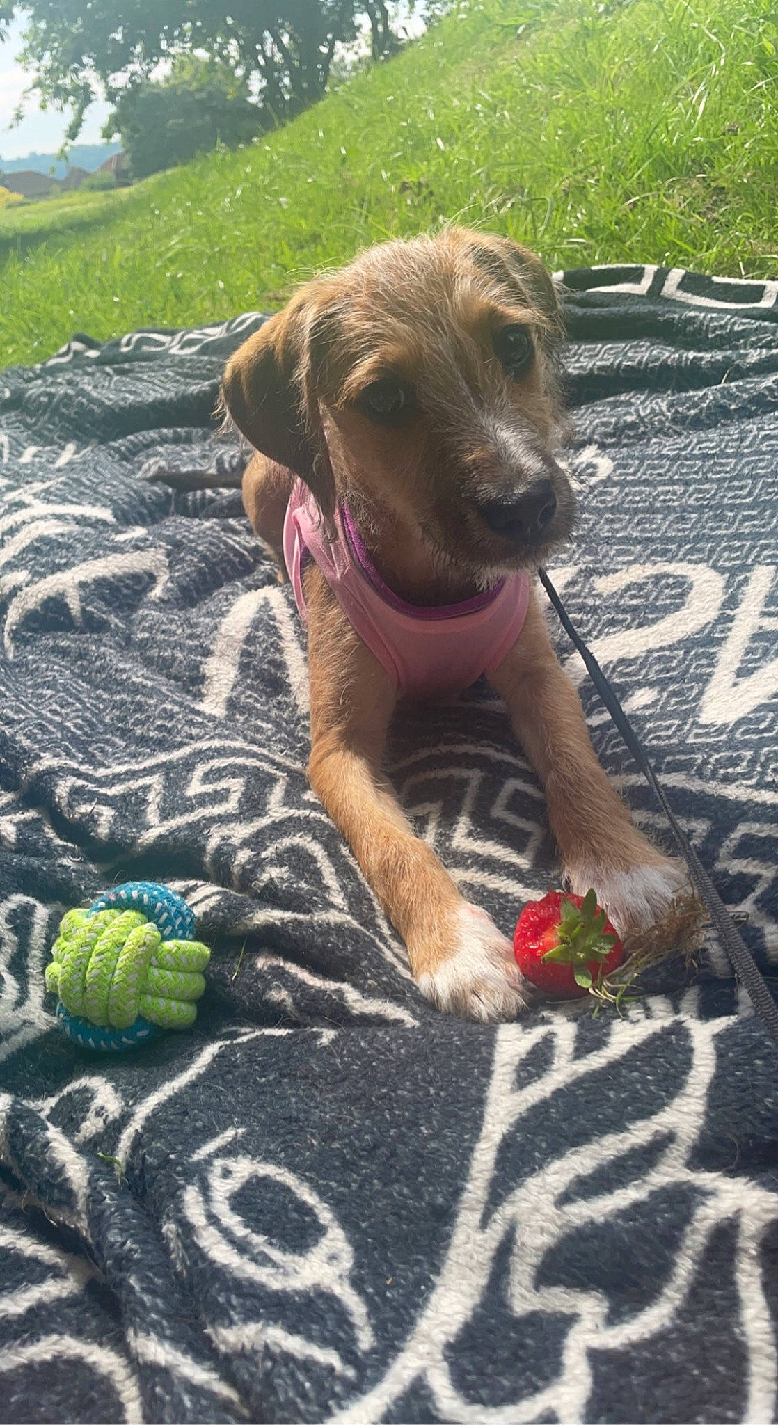 Oakley is registered to the contest to win money with this photo: carnivore, collar, companion_dog, dog, dog_breed, dog_collar, dog_supply, fawn, flower, grass, gun_dog, hound, leash, liver, pet_supply, plant, snout, sporting_group, toy, working_animal