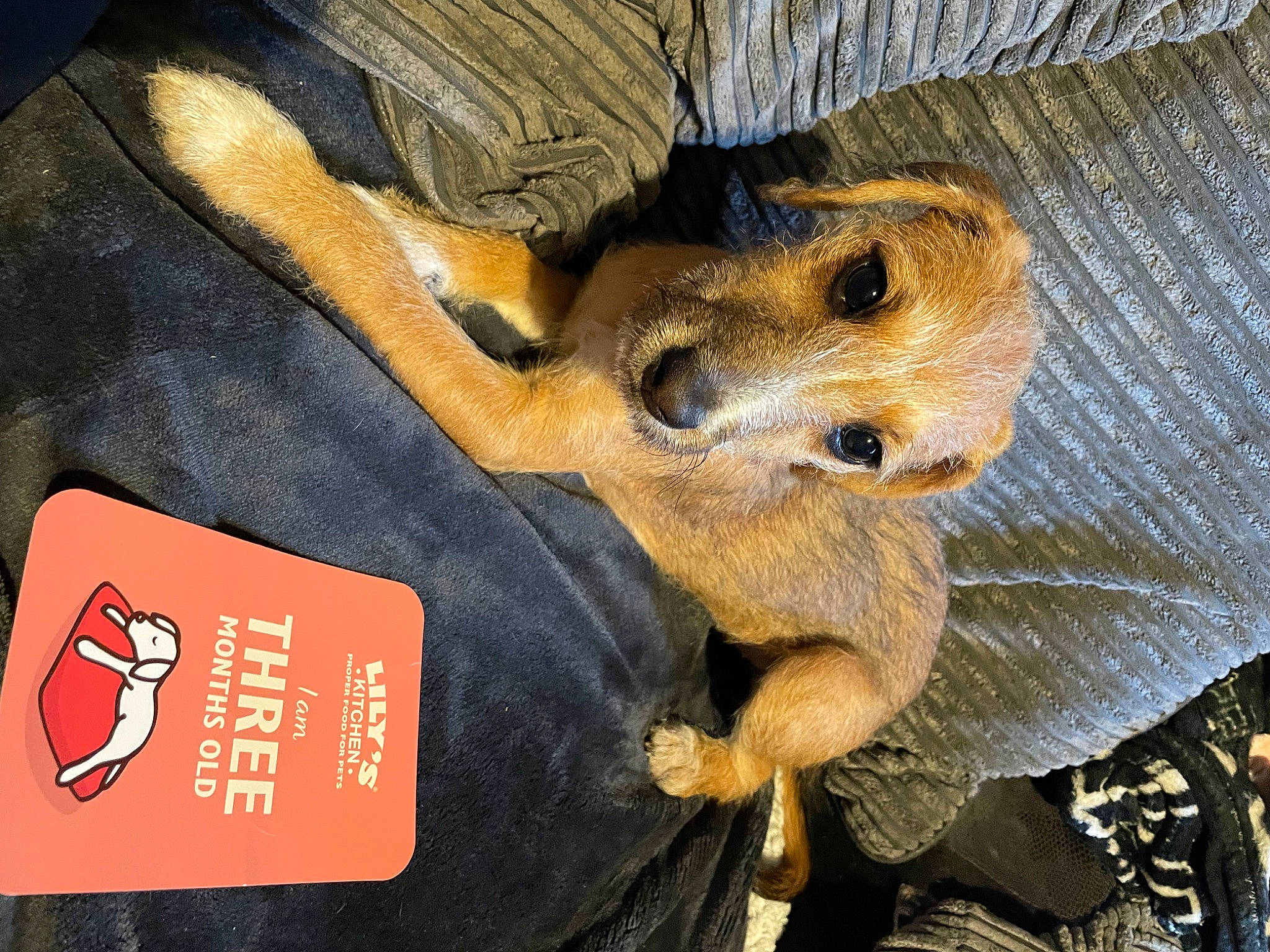 Oakley joined the competition — help win amazing prizes! canidae, carnivore, claw, companion_dog, dog_breed, fawn, fur, gesture, nail, paw, snout, sporting_group, terrestrial_animal, toy_dog, wood, working_animal, wrist