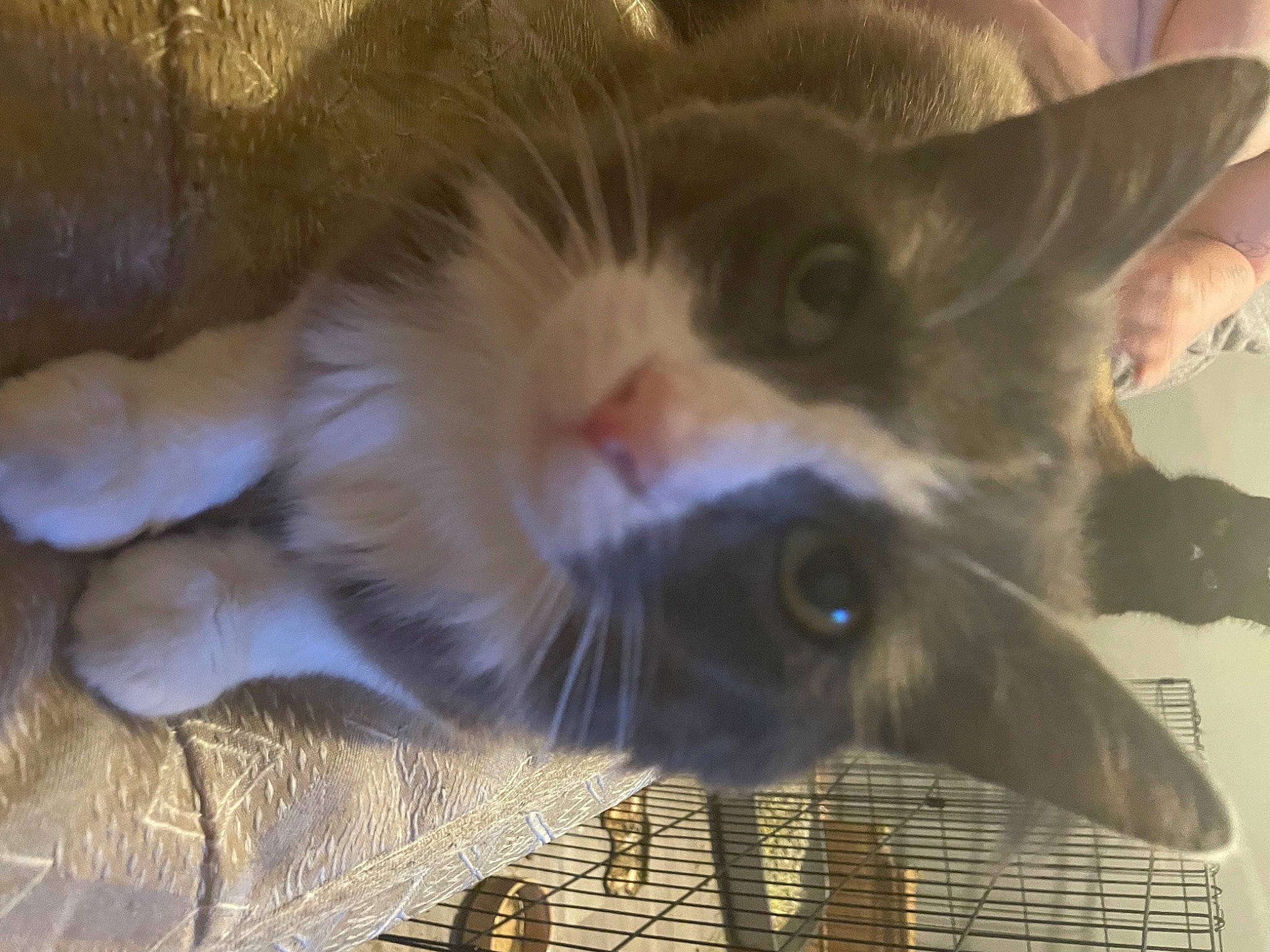 Blue joined the competition — help win amazing prizes! carnivore, cat, claw, domestic_short_haired_cat, fang, felidae, fur, gesture, paw, small_to_medium_sized_cats, snout, tail, whiskers