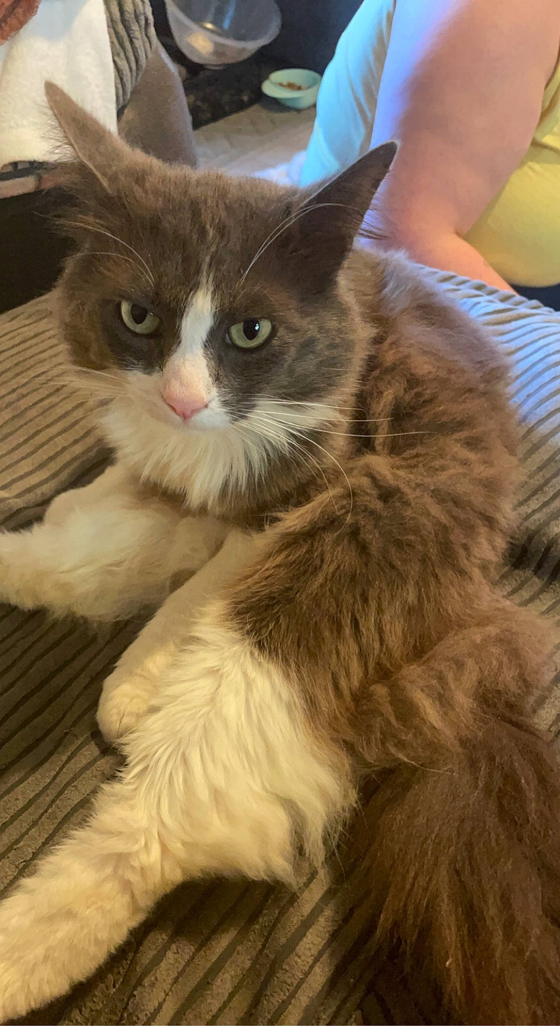 Blue is registered to the contest to win money with this photo: box, british_longhair, carnivore, cat, claw, comfort, domestic_short_haired_cat, fawn, felidae, flooring, fur, maine_coon, paw, sitting, small_to_medium_sized_cats, snout, tail, terrestrial_animal, whiskers