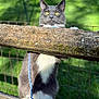 Farimita is registered to the contest to win money with this photo: cat, tuxedo_cat, fence, leash, outdoor, greenery, wood, pet, curious, animal, sunlight, yellow_eyes, whiskers, paws, nature, closeup, playful, domestic_cat, grass, daylight