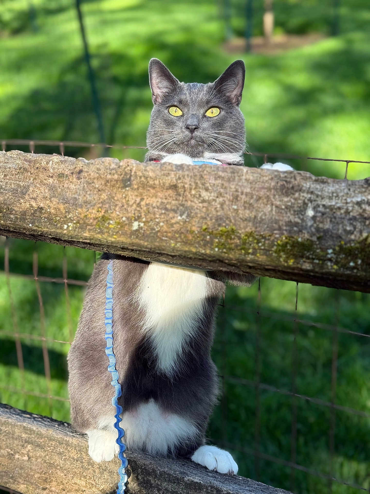 Farimita is registered to the contest to win money with this photo: cat, tuxedo_cat, fence, leash, outdoor, greenery, wood, pet, curious, animal, sunlight, yellow_eyes, whiskers, paws, nature, closeup, playful, domestic_cat, grass, daylight