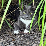 Farimita is registered to the contest to win money with this photo: cat, gray_cat, white_paws, green_eyes, grass, wood_chips, outdoor, nature, animal, pet, feline, resting, camouflage, closeup, wildlife, mammal, whiskers, ears, ground, shaded