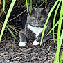 cat, gray_cat, white_paws, green_eyes, grass, wood_chips, outdoor, nature, animal, pet, feline, resting, camouflage, closeup, wildlife, mammal, whiskers, ears, ground, shaded
