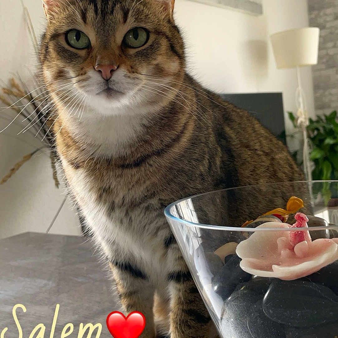 Salem