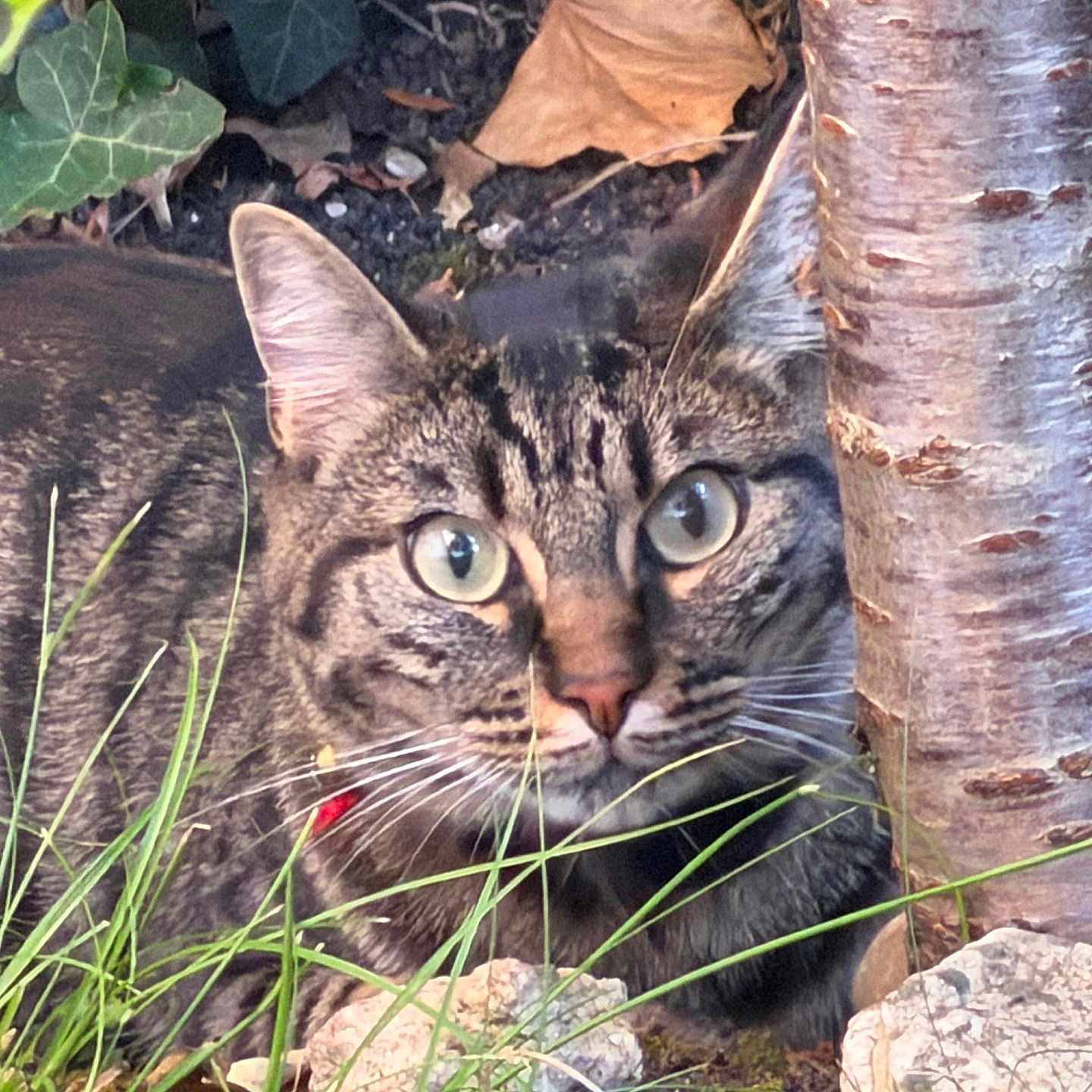 Roby participe au concours pour gagner de l'argent avec cette photo : alert, animal, camouflage, cat, close_up, curious, eyes, feline, garden, grass, ground, leaf, mammal, nature, outdoor, pet, rocks, tabby, tree_trunk, whiskers
