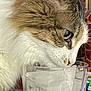 cat, ice_cubes, glass, indoor, close_up, feline, curious, drinking, white_fur, brown_fur, pet, animal, plant, desk, container, side_profile, whiskers, snout, domestic_animal, household