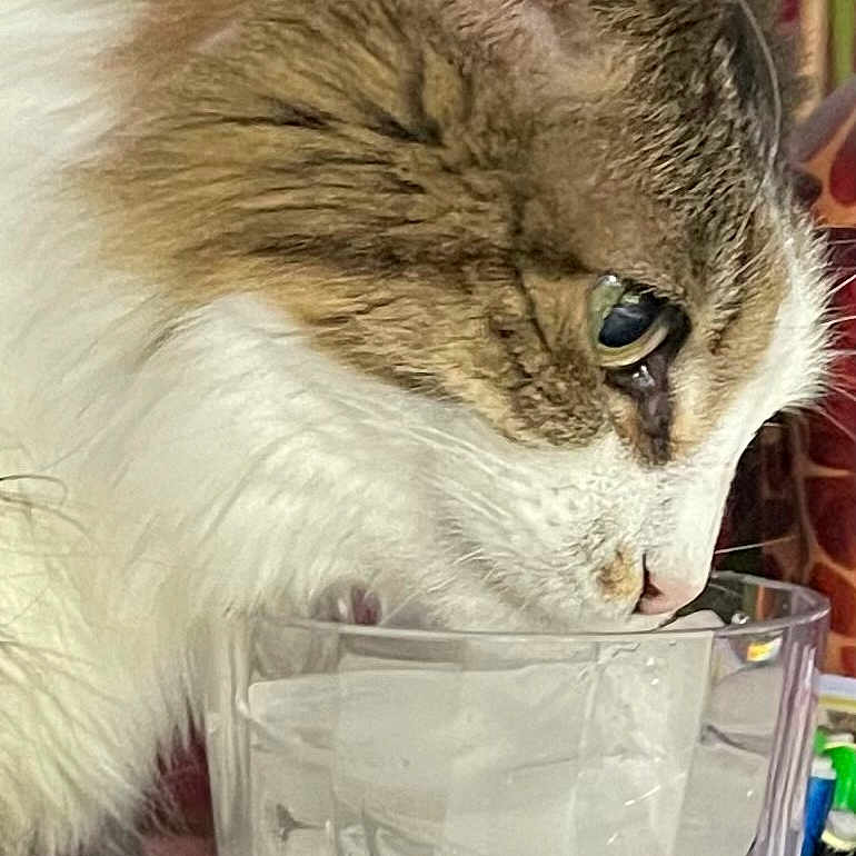 Molly joined the competition — help win amazing prizes! animal, brown_fur, cat, close_up, container, curious, desk, domestic_animal, drinking, feline, glass, household, ice_cubes, indoor, pet, plant, side_profile, snout, whiskers, white_fur