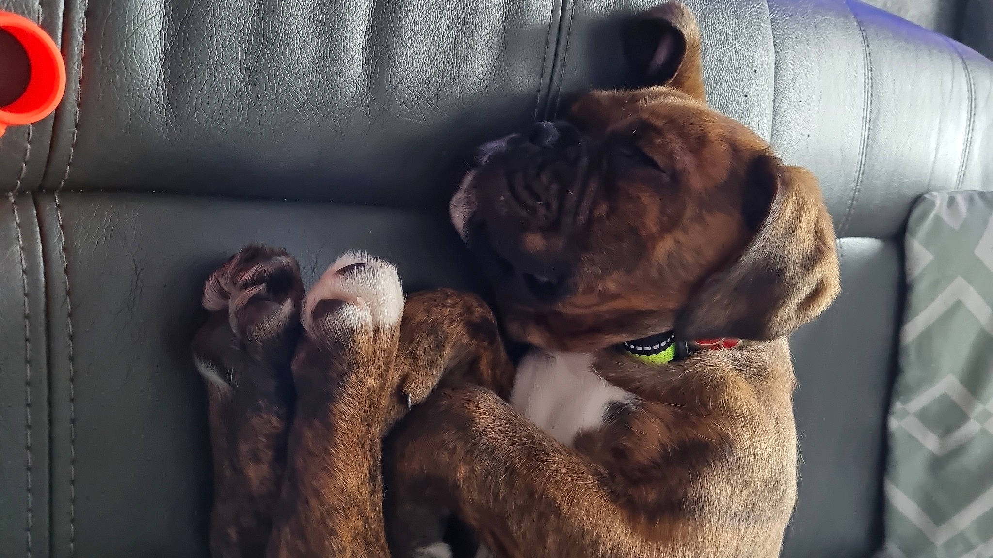 Fergie is registered to the contest to win money with this photo: canidae, carnivore, collar, comfort, companion_dog, dog, dog_breed, dog_collar, dog_supply, fawn, fur, grey, liver, pet_supply, snout, sporting_group, tail, terrestrial_animal, whiskers, working_animal