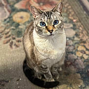 Sweet Annie joined the competition — help win amazing prizes! animal, blue_eyes, carpet, cat, close_up, cute, domestic_cat, ears, feline, focused, fur, indoor, looking_up, patterned_rug, pet, portrait, sitting, soft_light, tail, whiskers