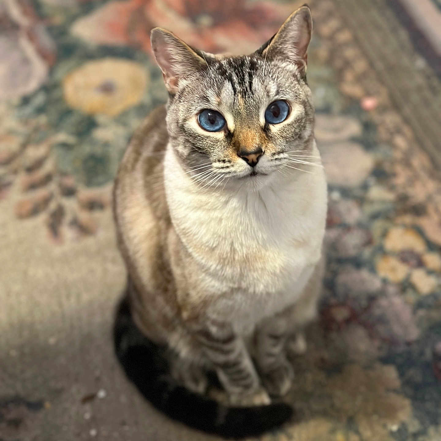 Sweet Annie joined the competition — help win amazing prizes! animal, blue_eyes, carpet, cat, close_up, cute, domestic_cat, ears, feline, focused, fur, indoor, looking_up, patterned_rug, pet, portrait, sitting, soft_light, tail, whiskers