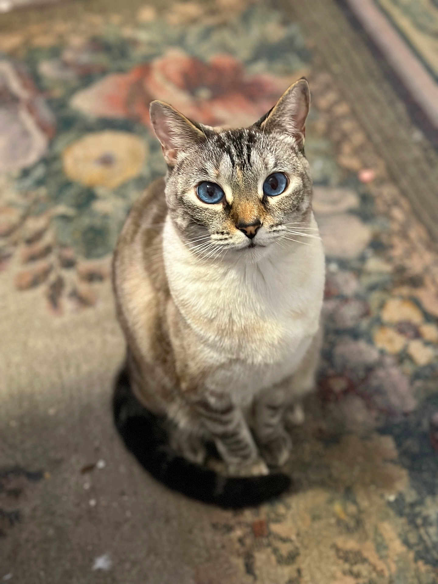 Sweet Annie joined the competition — help win amazing prizes! animal, blue_eyes, carpet, cat, close_up, cute, domestic_cat, ears, feline, focused, fur, indoor, looking_up, patterned_rug, pet, portrait, sitting, soft_light, tail, whiskers