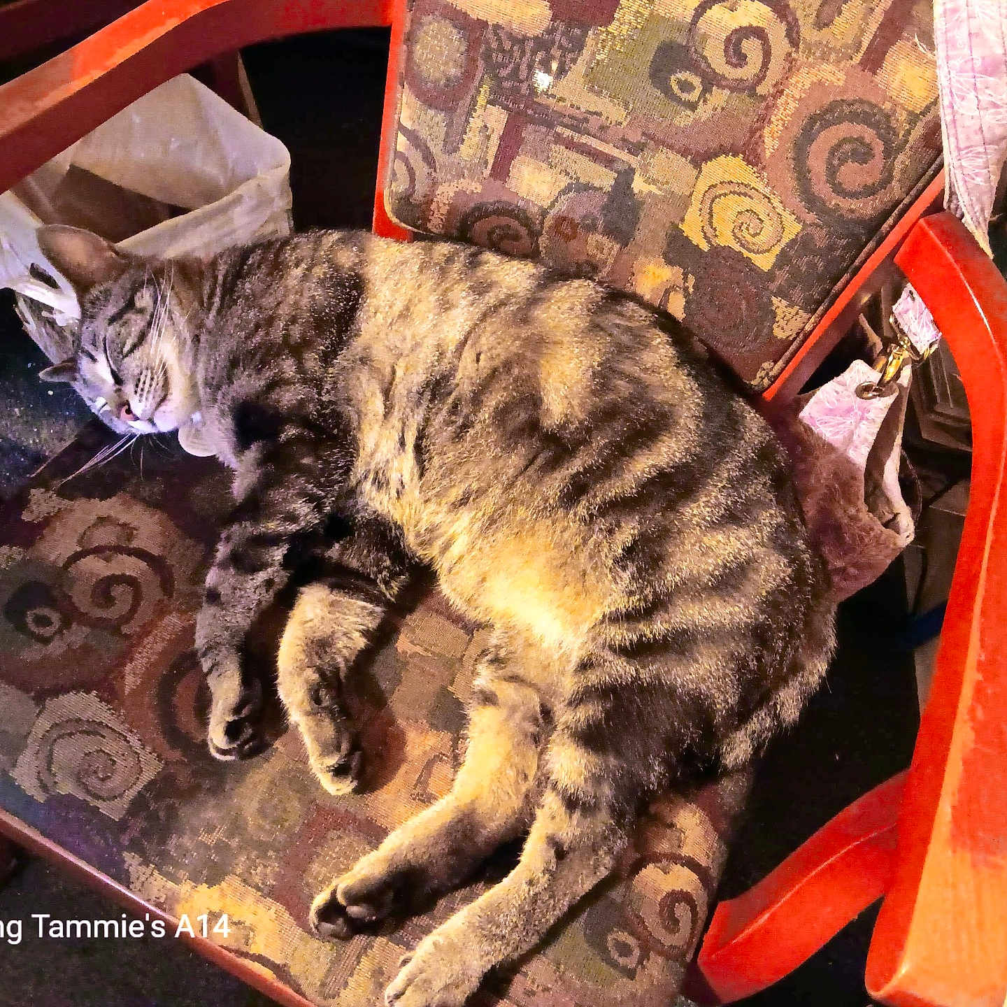 Molly Booboo is registered to the contest to win money with this photo: abyssinian, animal, architecture, armchair, building, cat, chair, couch, cushion, furniture, homedecor, indoors, kitten, livingroom, manx, person, pet, room, sleeping, wood