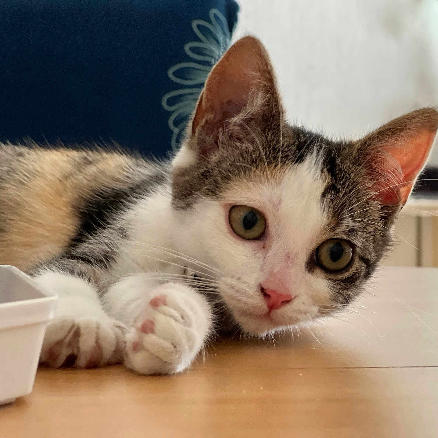 Nala participe au concours pour gagner de l'argent avec cette photo : animal, cat, closeup, curious, cute, domestic, ears, eyes, feline, fur, indoor, kitten, paws, pet, pink_nose, relaxed, resting, table, whiskers, young