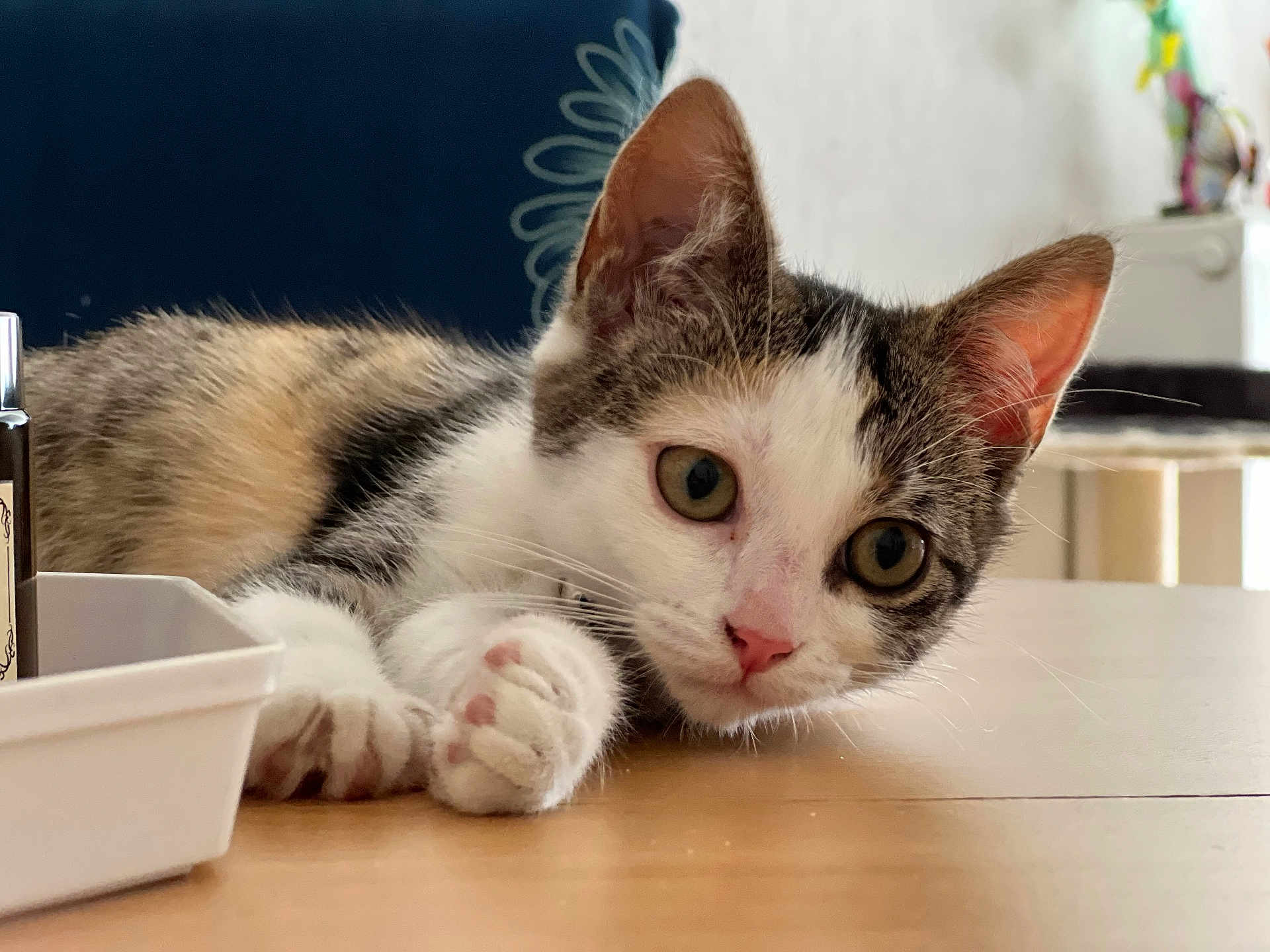 Nala