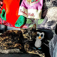 Tinkerbell joined the competition — help win amazing prizes! cat, tortoiseshell_cat, plush_toy, penguin_toy, stocking, holiday_decor, couch, pillow, skull_pattern, black_surface, indoor, relaxed, pet, animal, feline, decor, soft_toy, christmas, colorful, cozy