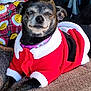 dog, small_dog, pet_clothing, santa_outfit, red_clothing, white_trim, collar, indoor, couch, plaid_pattern, smiley_face, holiday_theme, furry_pet, resting, cute, cozy, animal, domestic_animal, portrait, happy