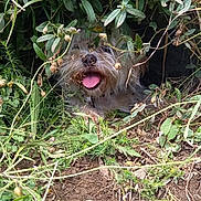 Moon a rejoint le concours — aidez-le/la à gagner de superbes lots ! dog, tongue_out, greenery, plants, bush, nature, outdoor, grass, fur, pet, playful, hidden, wild, ground, leaf, animal, animal_face, canine, smiling, adventure