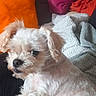 dog, white_dog, pet, fluffy, blanket, couch, pillow, orange_pillow, pink_pillow, indoor, cozy, relaxed, fur, animal, companion, cute, looking, resting, home, curious