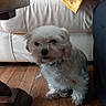 dog, small_dog, fluffy, wooden_floor, couch, blanket, yellow_blanket, purple_cushion, indoor, pet, furniture, home, floor, curious, cozy, animal, companion, living_room, cute, domestic