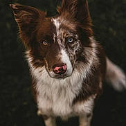 Canelle participe au concours pour gagner de l'argent avec cette photo : dog, border_collie, heterochromia, brown_and_white, portrait, animal, pet, outdoor, fur, ears, eyes, nose, alert, curious, close_up, looking_up, canine, mammal, nature, companion