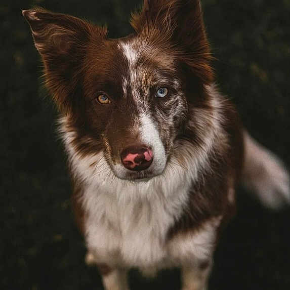 Canelle participe au concours pour gagner de l'argent avec cette photo : dog, border_collie, heterochromia, brown_and_white, portrait, animal, pet, outdoor, fur, ears, eyes, nose, alert, curious, close_up, looking_up, canine, mammal, nature, companion