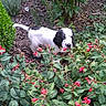 puppy, dog, black_and_white, garden, plants, flowers, greenery, outdoor, nature, cute, young_dog, curious, foliage, pet, bush, red_flowers, spring, summer, small_dog, animal