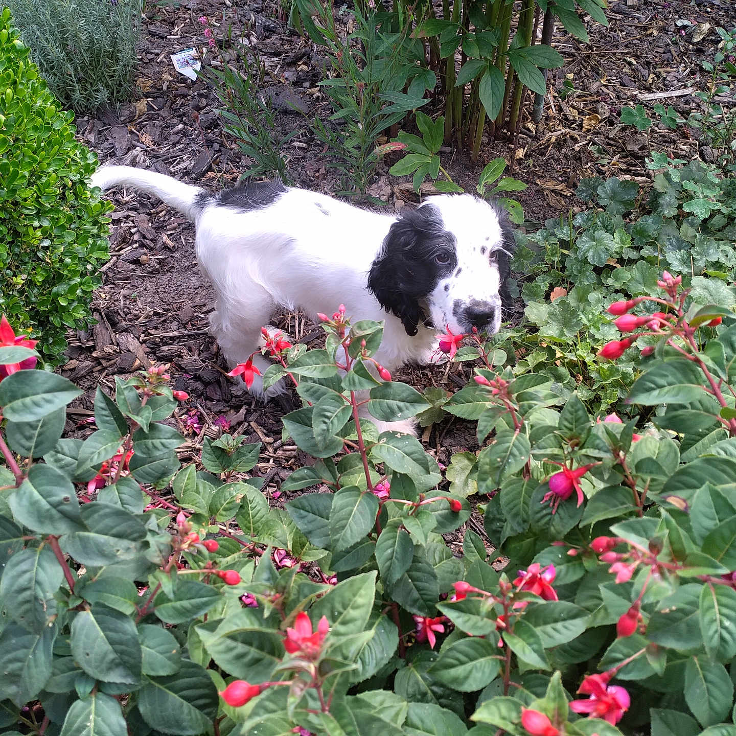 Buffy a rejoint le concours — aidez-le/la à gagner de superbes lots ! puppy, dog, black_and_white, garden, plants, flowers, greenery, outdoor, nature, cute, young_dog, curious, foliage, pet, bush, red_flowers, spring, summer, small_dog, animal