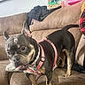 Anari joined the competition — help win amazing prizes! animal_crackers, black_fur, brown_couch, canine, curious, dog, dog_tag, domestic, ear_up, fabric, furniture, household_item, indoor, light_brown_fur, living_room, pet, pink_harness, playful, seat, standing