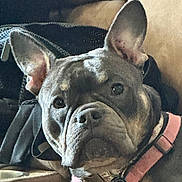 Anari joined the competition — help win amazing prizes! animal, blanket, close_up, collar, couch, cozy, dog, ear, expression, face, french_bulldog, fur, harness, home, indoor, looking, pet, pink, portrait, resting
