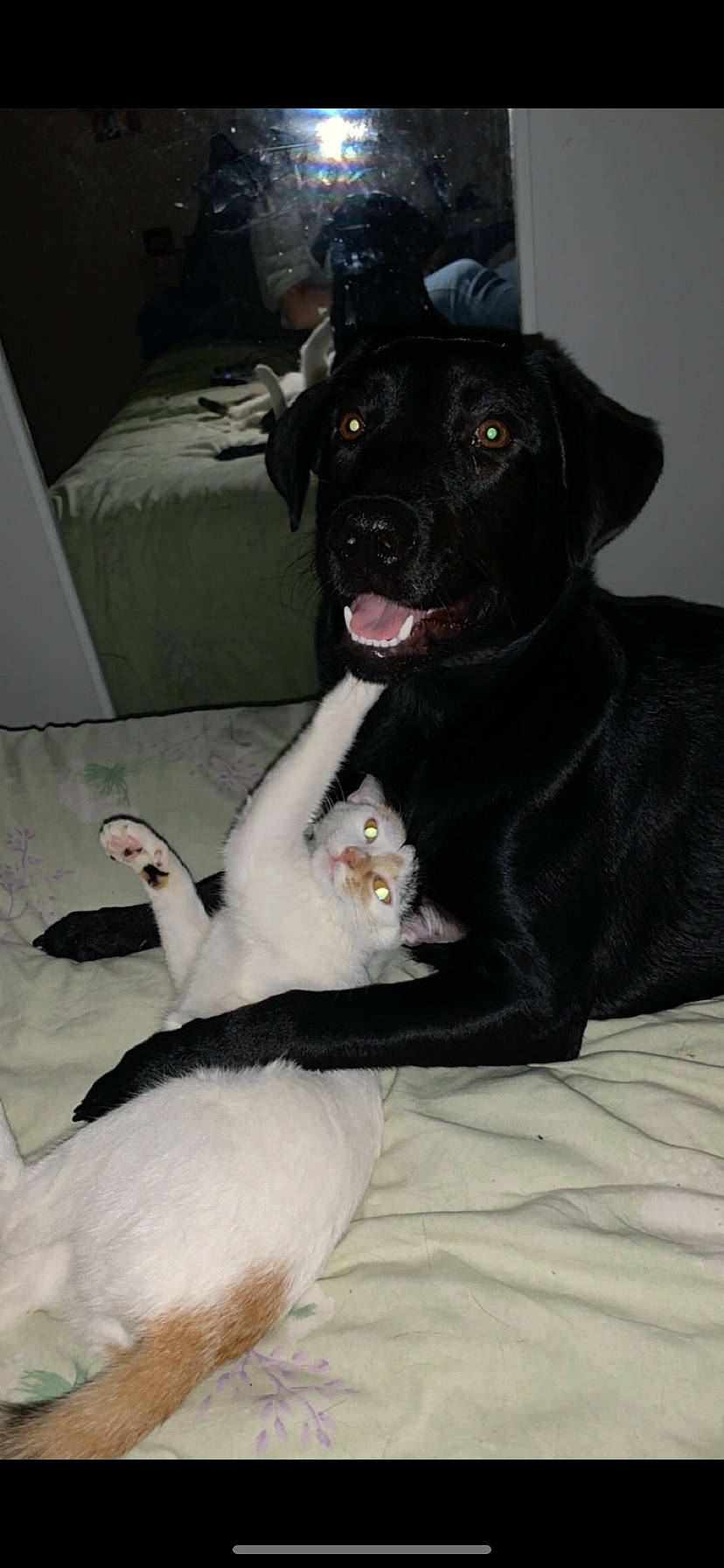 Ravennn participe au concours pour gagner de l'argent avec cette photo : borador, canidae, carnivore, cat, comfort, companion_dog, dog, dog_breed, fawn, felidae, fur, guard_dog, paw, pet_supply, small_to_medium_sized_cats, snout, sporting_group, tail, whiskers, working_animal