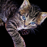 Second Ave is registered to the contest to win money with this photo: animal, black_background, blue_eyes, cat, close_up, curious, cute, feline, fur, isolated, kitten, mammal, paw, pet, playful, portrait, small, tabby, whiskers, young