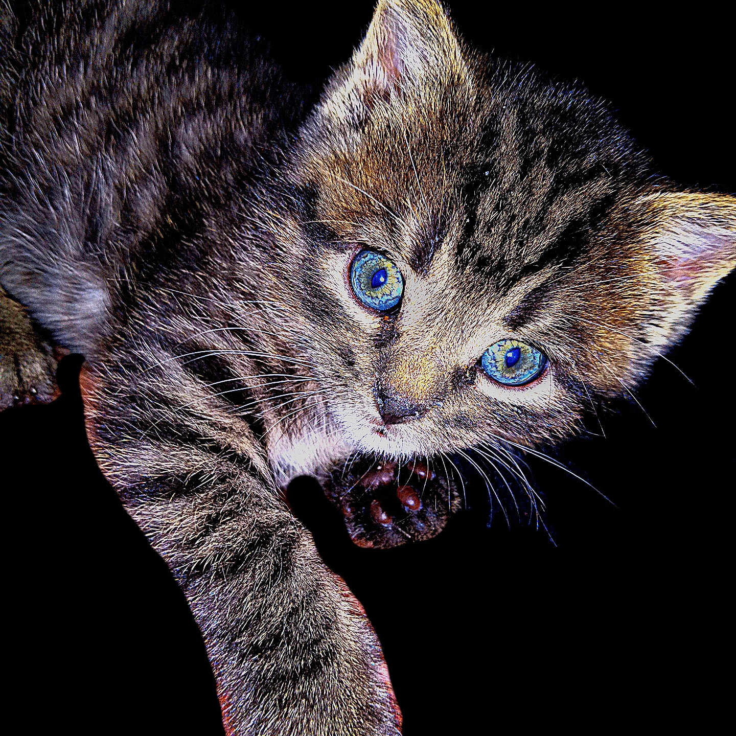 Second Ave is registered to the contest to win money with this photo: animal, black_background, blue_eyes, cat, close_up, curious, cute, feline, fur, isolated, kitten, mammal, paw, pet, playful, portrait, small, tabby, whiskers, young