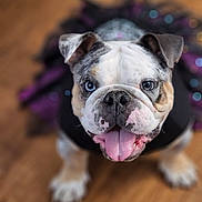 Fenix joined the competition — help win amazing prizes! animal, background_blur, blue_eyes, bulldog, close_up, costume, cute, dog, ears, focus, fur, indoor, nose, pet, playful, portrait, puppy, tongue_out, whiskers, wooden_floor