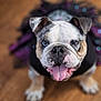 animal, background_blur, blue_eyes, bulldog, close_up, costume, cute, dog, ears, focus, fur, indoor, nose, pet, playful, portrait, puppy, tongue_out, whiskers, wooden_floor