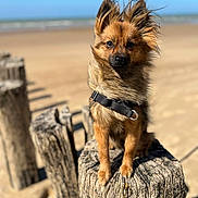Una a rejoint le concours — aidez-le/la à gagner de superbes lots ! animal, beach, canine, coast, cockerspaniel, dog, nature, outdoors, papillon, pet, plant, puppy, rock, sea, shoreline, tree, treestump, water, waterfront, wood