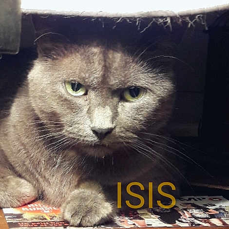 Isis