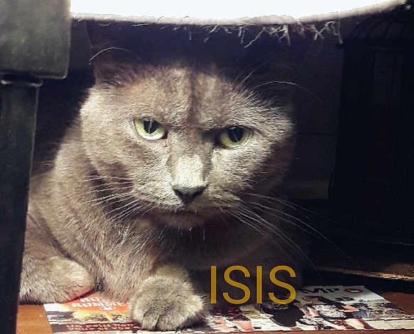 Isis