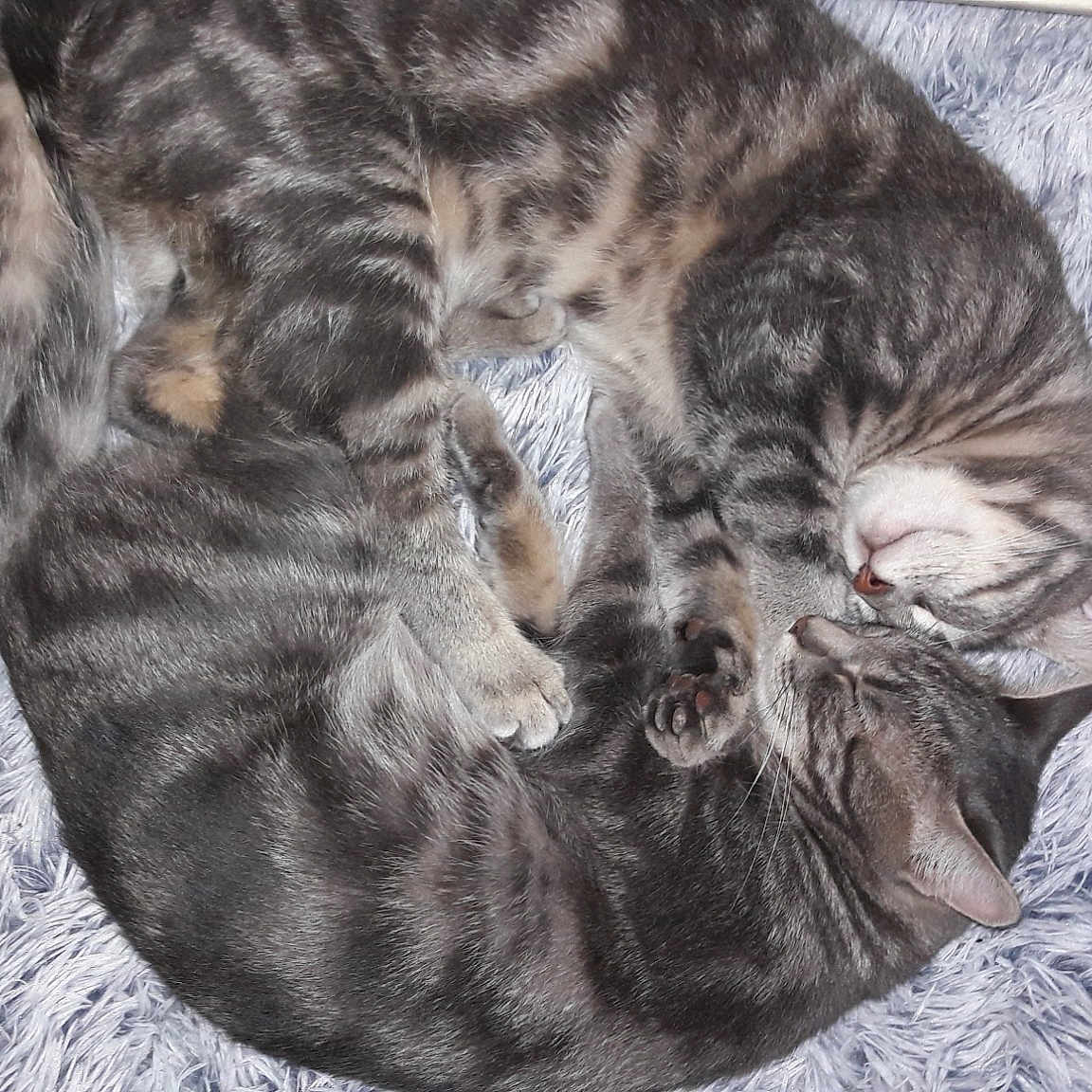 Chyro Et Le Futur Papa Bakou