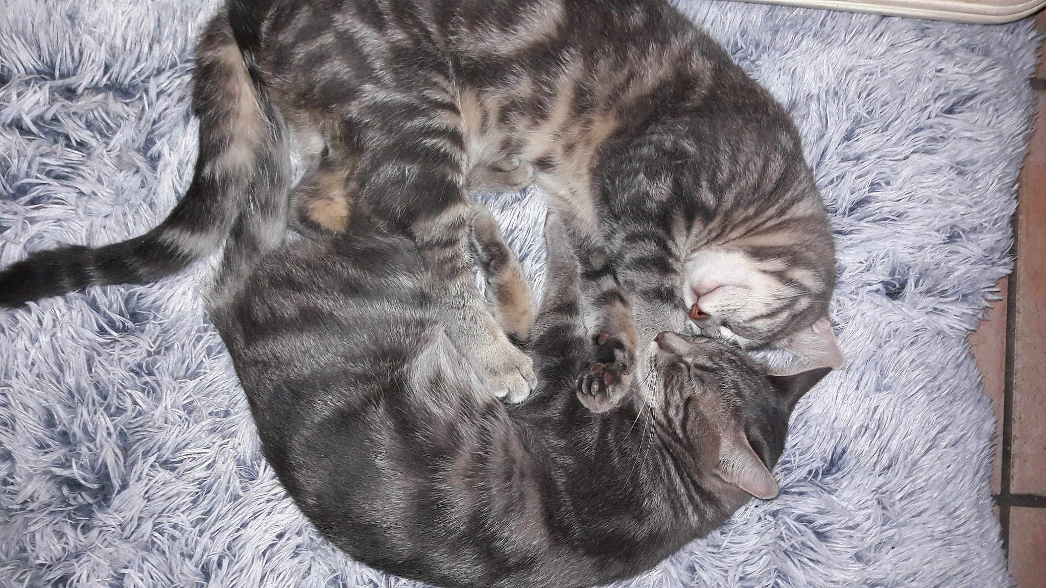 Chyro Et Le Futur Papa Bakou